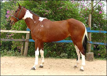 PURPURINA VHC