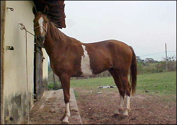 MARLBORO PDA