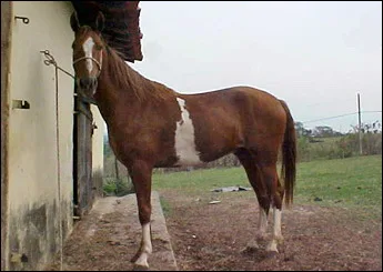 MARLBORO PDA