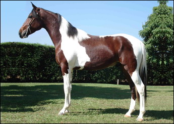 GLADIADOR R.M.