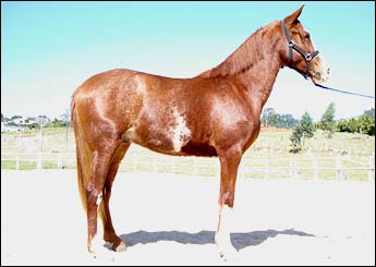 FENIX DO RANCHO NOVO