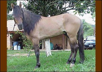 LINO