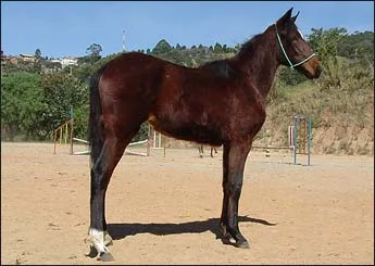 TROPICÁLIA VHC