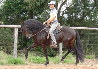 TROVÃO MEDALHA DE OURO
