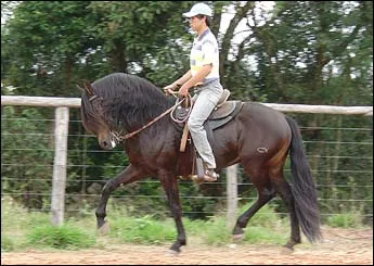 TROVÃO MEDALHA DE OURO