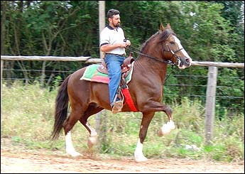 GALANTE