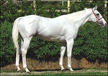 PRINCE WHITE OF LUTY