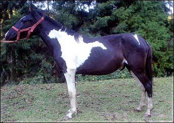 CHEROKEE