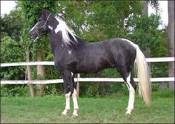 DIAMANTE JOPJ