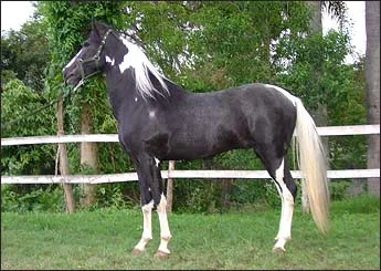 DIAMANTE JOPJ