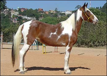 YARA VHC