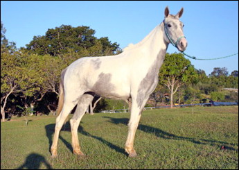 MATRACA RJR