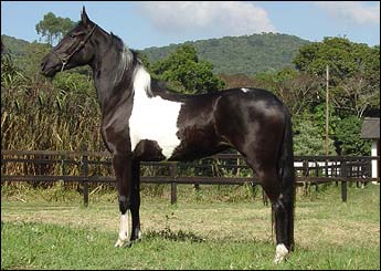 GUARÂNIA RM