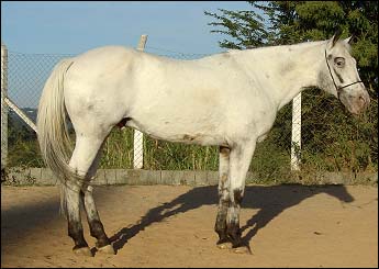 INDIAN FLASH