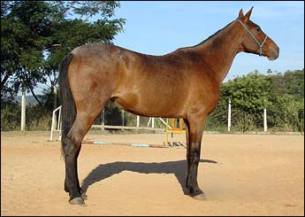 AFRICANA VHC