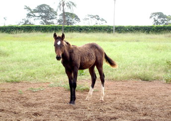DORO BULL