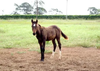 DORO BULL