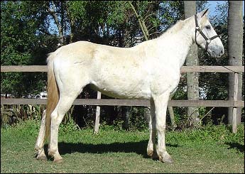 MARINHEIRO DO LUTY