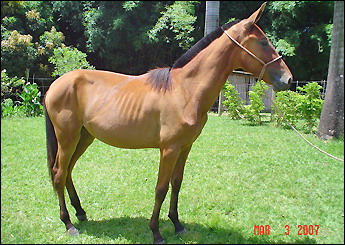 RANA DO COQUEIRO VERDE