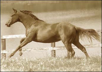 PRINCELENA