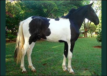 CACIQUE II RA