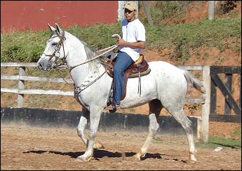 PALADINO