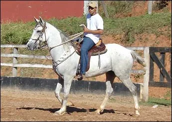 PALADINO