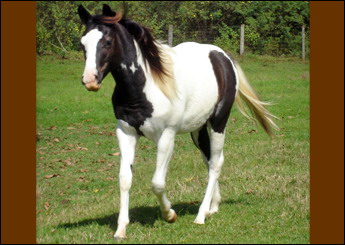 Sem nome Informado - 1690
