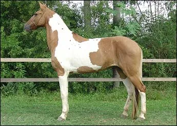 ARUÃ DO LUTY