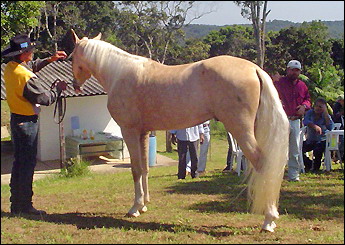 FILHOS DE MUFAÇA