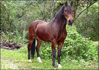 ESPELHO