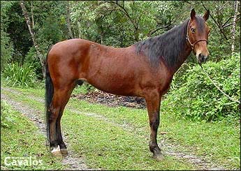 CAPRICHO