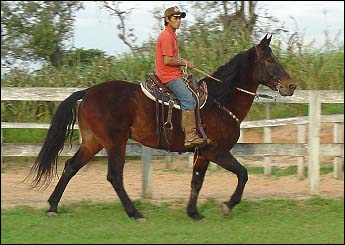 MUCAMBO