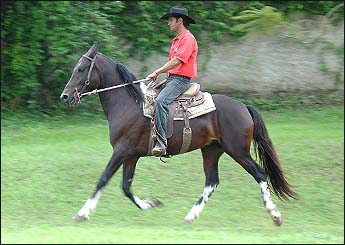OITI DO NEVOEIRO