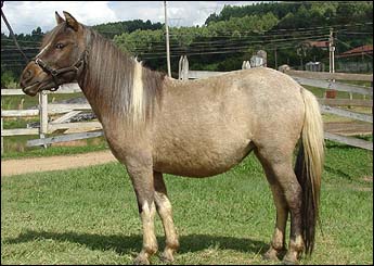BELINHA DO IMPÉRIO