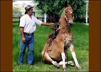MEDALHA DO HARAS DA SERRA
