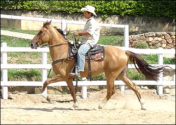 AVANTE
