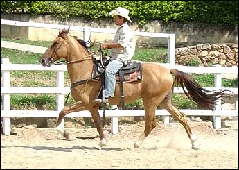 AVANTE