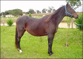 Sem nome Informado - 1545