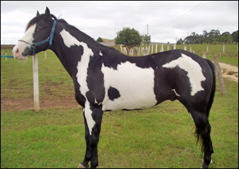 BLACK JACK HSH