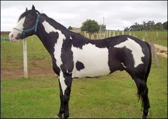 BLACK JACK HSH