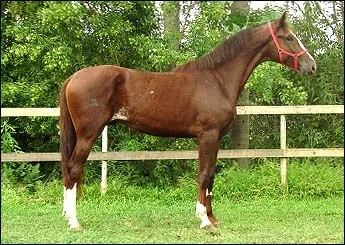 APOLO MFP