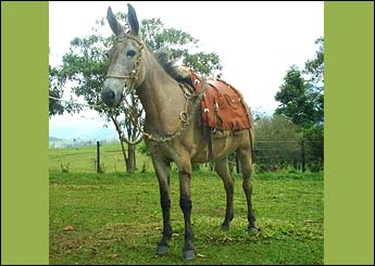 Sem nome Informado - 1525