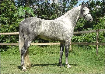 LINCE DO LUTY