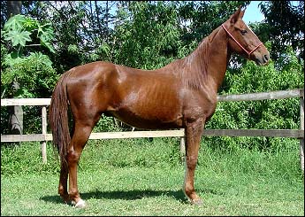 XAVANTE DO LUTY