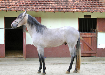 GHENGIS KHAN DE SANTA MARIA