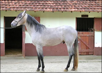 GHENGIS KHAN DE SANTA MARIA