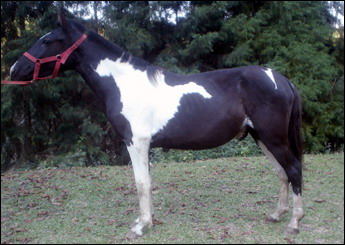 CHEROKEE