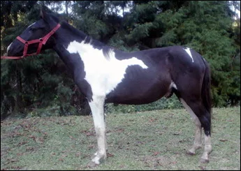 CHEROKEE