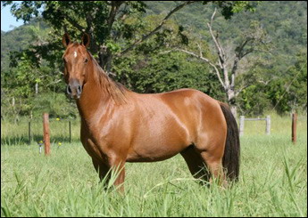 TANGARÁ